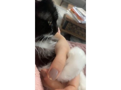 Kedimiz geceye yuva arıyoruz