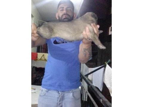 Safkan kangal