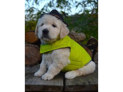 Golden retriever adrese teslim hizmetimiz vardır