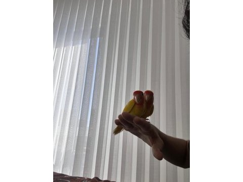 Çift halinde yumurtalamaya hazır sevda papağanı