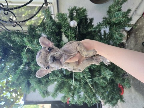 Tuvalet eğitimli french bulldog bebekler