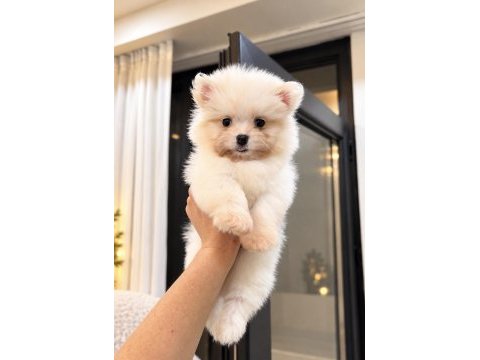 Oyuncak gibi pomeranian boo