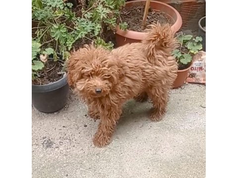 İzmir den yavru toy poodle