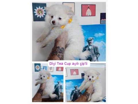 Sevin pomeranian sizin aile dostunuz olabilir