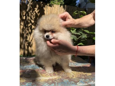 A kalite erkek pomeranian boo