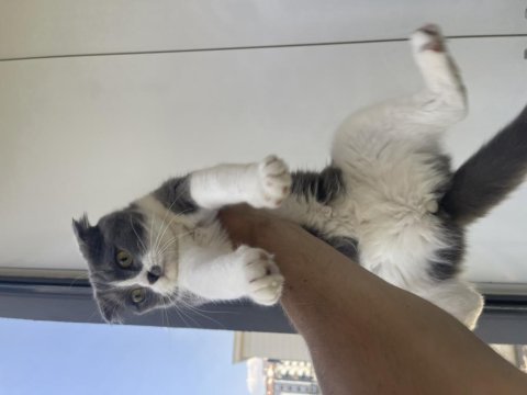 Scottish fold dişi