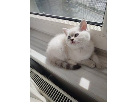 A kalite british shorthair dişi yavru