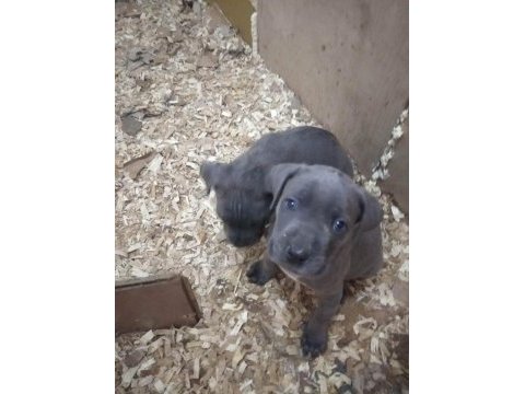 Dev adayı ırk ve sağlık garantili cane corso bebeklerimiz