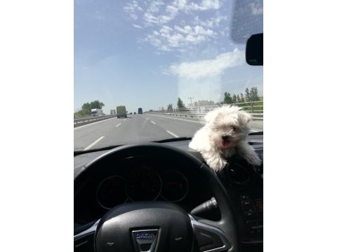 Sıfır boy maltese terrier