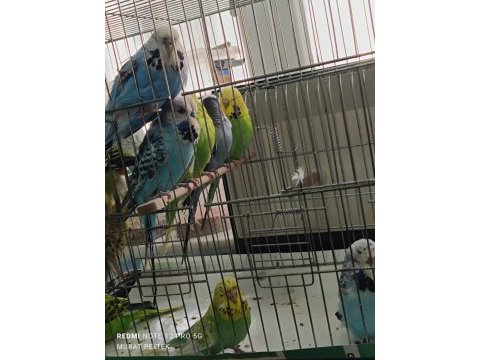 Show jumbo muhabbet kuşu