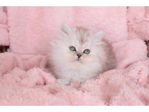 Silver british longhair dişi yavru