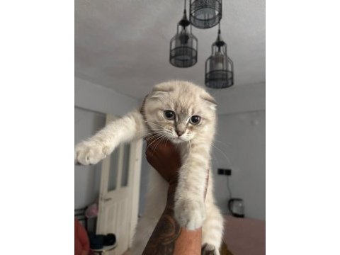 Scottish fold yavrular ırk sağlık garantili