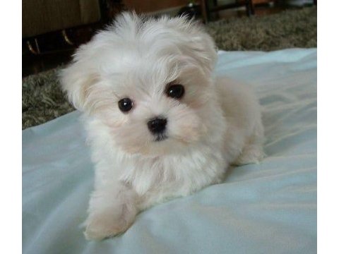 Kar beyazı maltese terrier