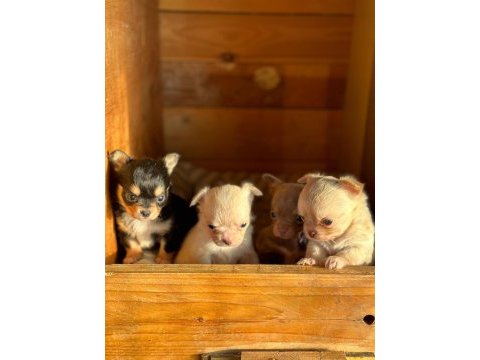 Chihuahua köpekler