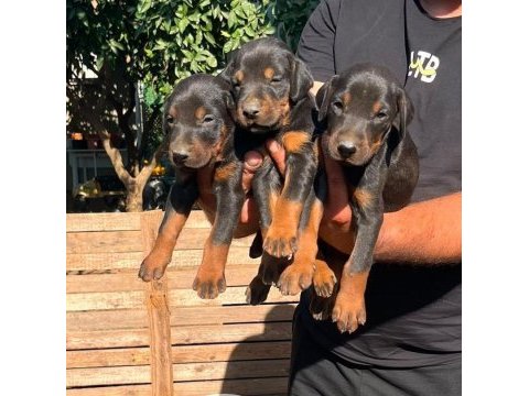 Doberman dişi erkek bebekler 