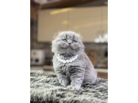 Boma güzellikte 20 adet yavru british longhair