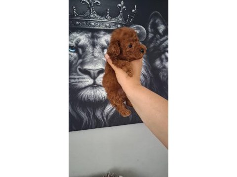 Toy poodle yavruları