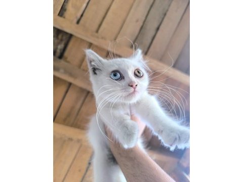 İki aylık dişi van kedisi
