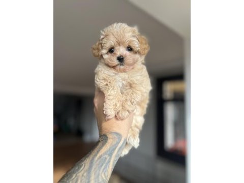 Dizayn ırk maltıpoo yavrularımız