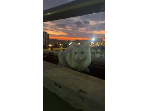 Kedimiz zeynep için yeni bir ev