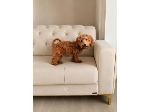 5 aylık maltipoo erkek