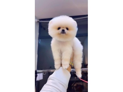 Pomeranian boo köpeğimiz