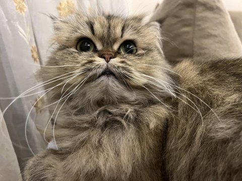 2 yaşında dişi chinchilla