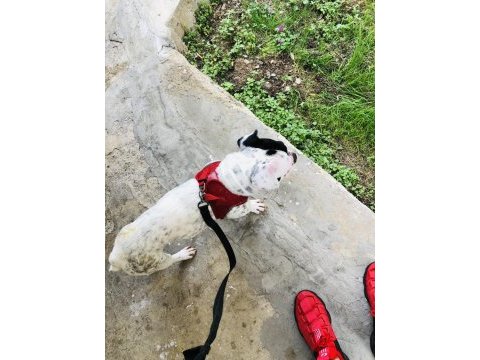 1 yasında french bulldog kızıma yavru arıyoruz