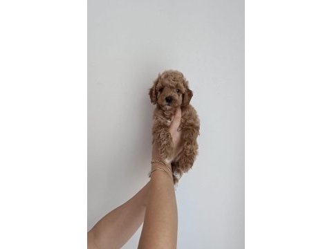Orjinal kendi köpeğimin yavruları