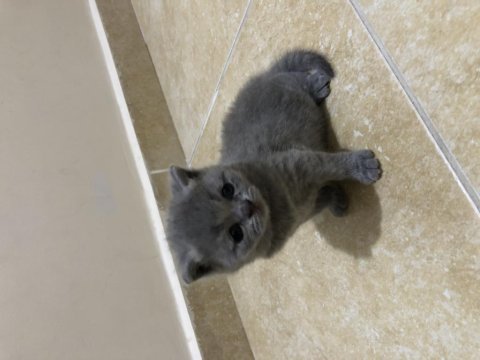 British shorthair miniklerimi güzel bir yuva arıyorum