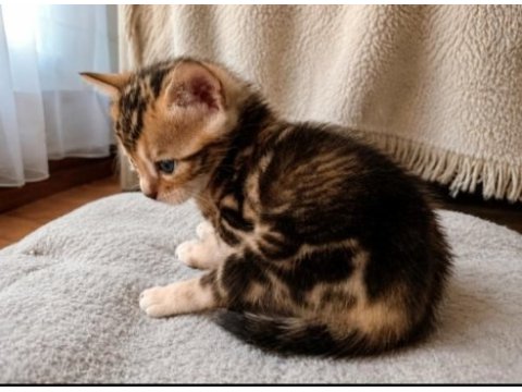 Marble bengal kedisi erken rezerve fırsatı