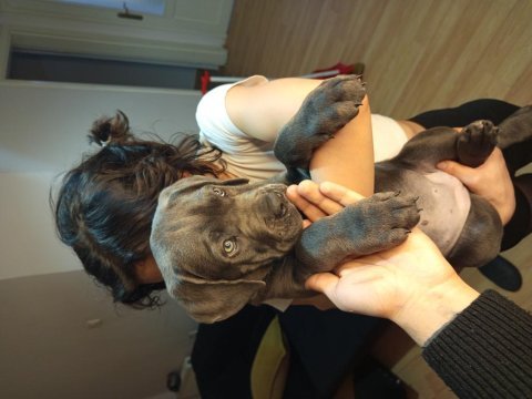 Dev cane corso blue yavrumuz dişi