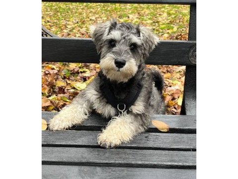 Aşılı sağlık garantili schnauzer bebeğimiz