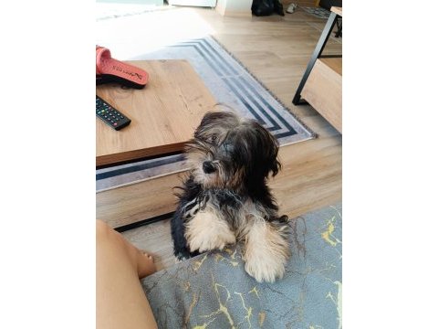 Terrier yorkshire yuva ariyor