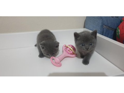 British shorthair ve scottish fold yavrular