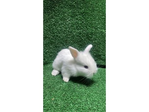 Orjinal cüce tavşan yavruları istanbul