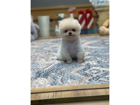 White pomeranian boo yavrularımız
