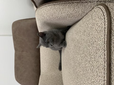 British shorthair yavru 3-5 aylık