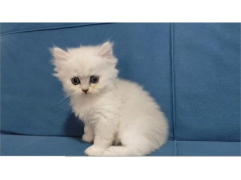 British longhair silver ve golden yavrular