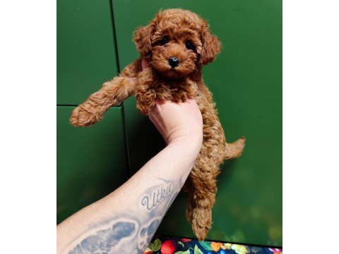 Kıvırcık poodle prenses