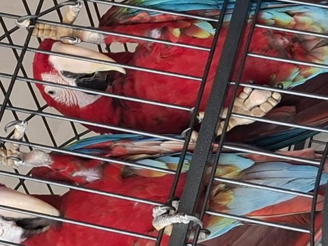 Çift kırmızı ara macaw