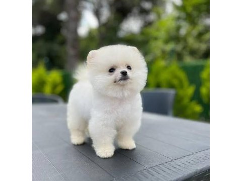 Pomeranian boo