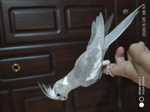 Yemeği yeni düşmüş 2 adet sultan papağanı