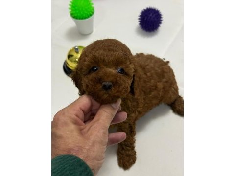 Tuvalet eğitimli kilo garantili toy poodle yavrularım