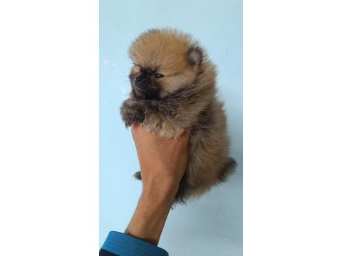 Pomerianan kg garantili yavrular isteyenler için