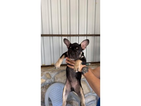 Black tan renk 3.5 aylık french bulldog