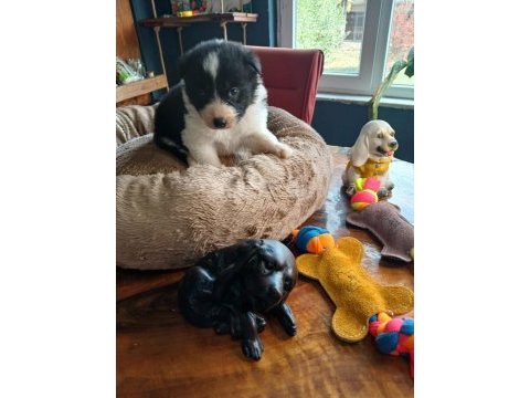Border collie bebekler için acele edin