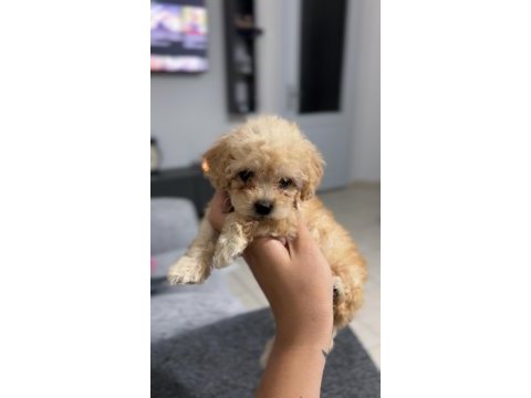 Maltipoo teacup ırk sağlık garantili