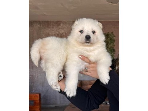 Samoyed bebeklerimiz için acele edin