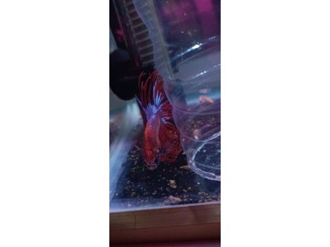Damızlık betta